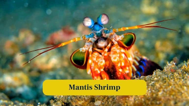 1. Mantis Shrimp: Mantis shrimp deliver punches faster than a bullet, creating shockwaves that can shatter shells, defying expected aquatic physics limits. (Image: Canva)  1. Mantis Shrimp: Mantis shrimp deliver punches faster than a bullet, creating shockwaves that can shatter shells, defying expected aquatic physics limits. (Image: Canva)