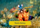 10 Animals That Seem to Break the Laws of Physics