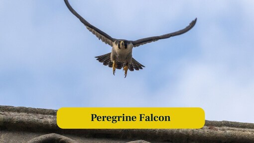 Meet the fastest animal on Earth with deadly mid-air claws and sky’s deadliest hunter
