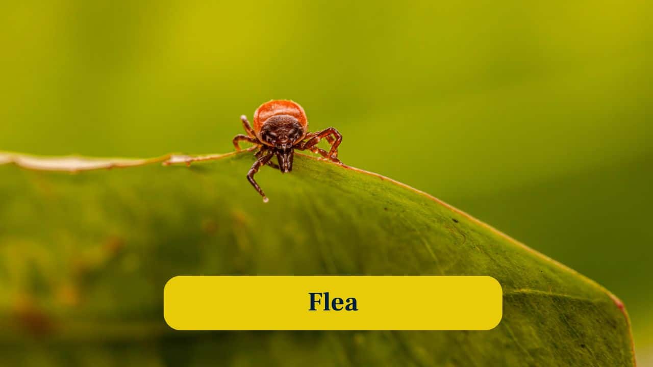 3. Flea: Fleas leap over 100 times their body length, defying gravity and showcasing incredible biomechanical spring energy storage. (Image: Canva) 3. Flea: Fleas leap over 100 times their body length, defying gravity and showcasing incredible biomechanical spring energy storage. (Image: Canva)