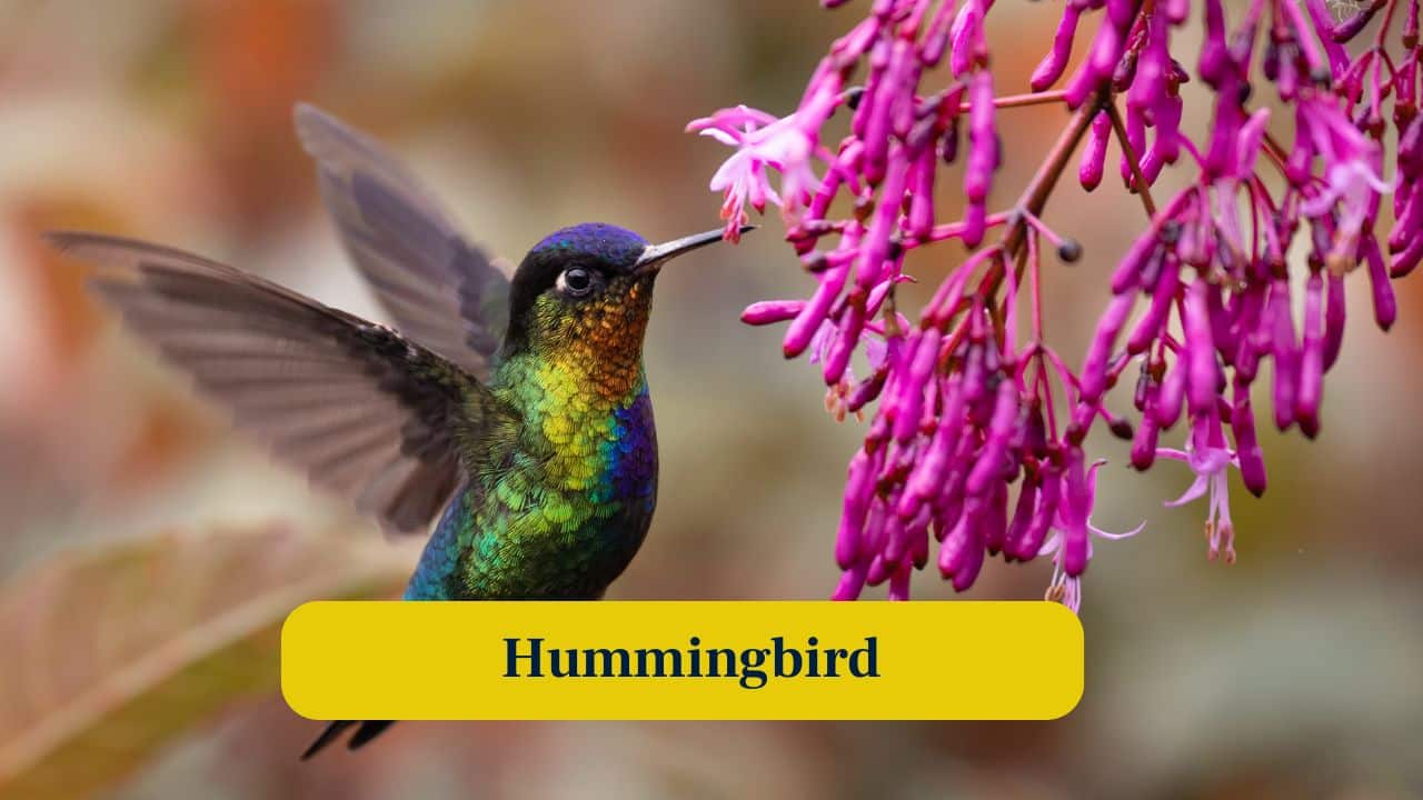4. Hummingbird: Hummingbirds hover mid-air with wings beating 70 times per second, effortlessly fighting gravity with astonishing precision and agility. (Image: Canva) 4. Hummingbird: Hummingbirds hover mid-air with wings beating 70 times per second, effortlessly fighting gravity with astonishing precision and agility. (Image: Canva)