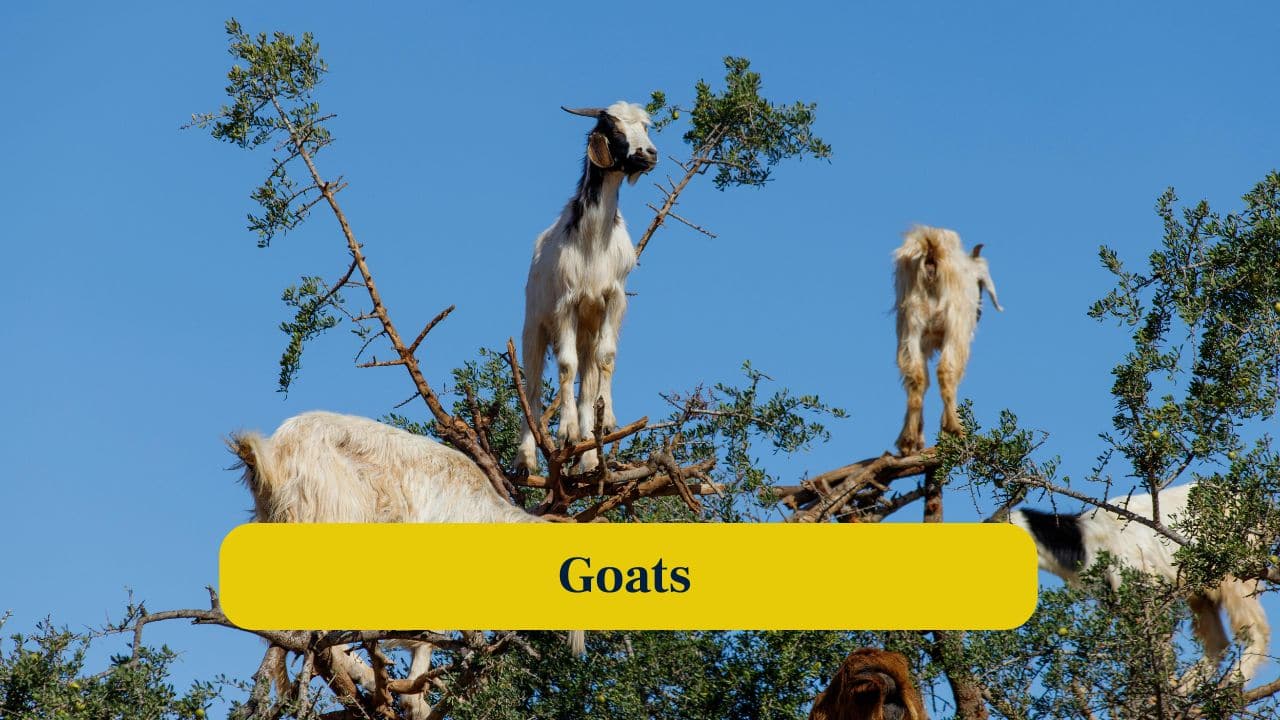 5. Goats: Mountain goats scale near-vertical cliffs effortlessly, defying gravity with precision hooves and incredible balance, seemingly ignoring physics on steep terrain. (Image: Canva) 5. Goats: Mountain goats scale near-vertical cliffs effortlessly, defying gravity with precision hooves and incredible balance, seemingly ignoring physics on steep terrain. (Image: Canva)