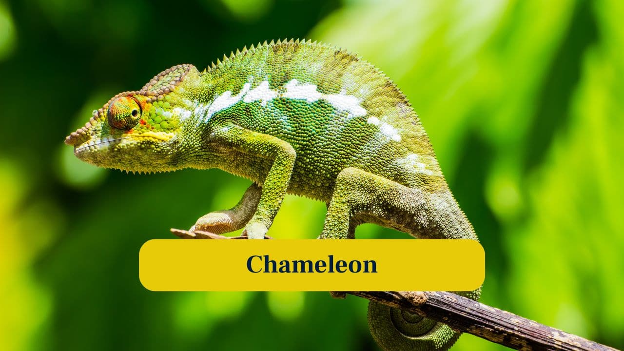 7. Chameleon: Chameleons’ long tongues shoot out faster than human eye can follow, capturing prey almost instantaneously, defying ordinary reaction time. (Image: Canva) 7. Chameleon: Chameleons’ long tongues shoot out faster than human eye can follow, capturing prey almost instantaneously, defying ordinary reaction time. (Image: Canva)