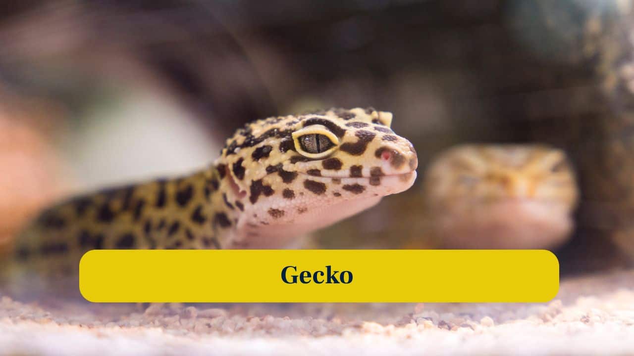 8. Gecko: Geckos walk upside-down on ceilings using van der Waals forces, seemingly ignoring gravity through microscopic toe hair adhesion magic. (Image: Canva) 8. Gecko: Geckos walk upside-down on ceilings using van der Waals forces, seemingly ignoring gravity through microscopic toe hair adhesion magic. (Image: Canva)
