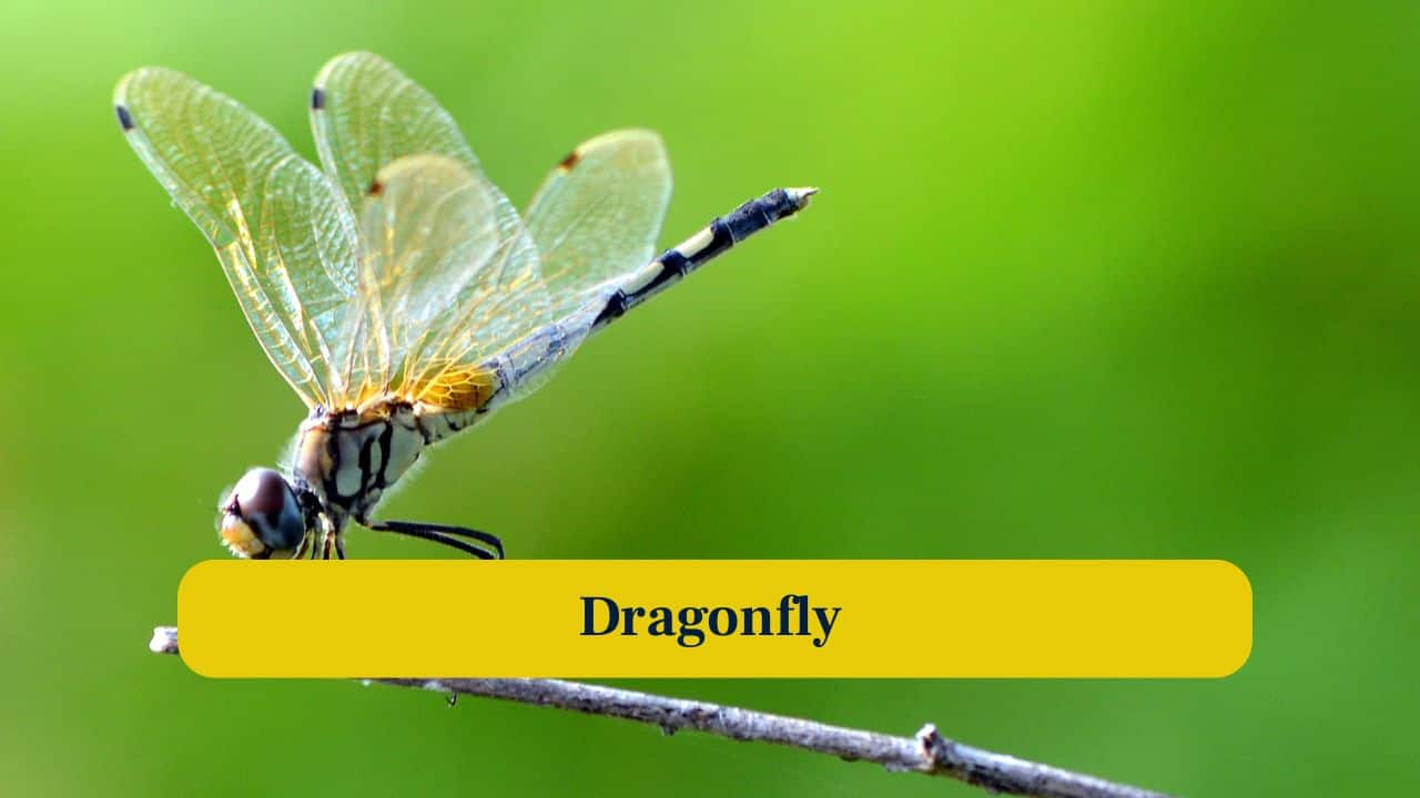 9. Dragonfly: Dragonflies hover, twist, and fly backward effortlessly, combining wing aerodynamics and speed that feels like anti-gravity physics. (Image: Canva) 9. Dragonfly: Dragonflies hover, twist, and fly backward effortlessly, combining wing aerodynamics and speed that feels like anti-gravity physics. (Image: Canva)