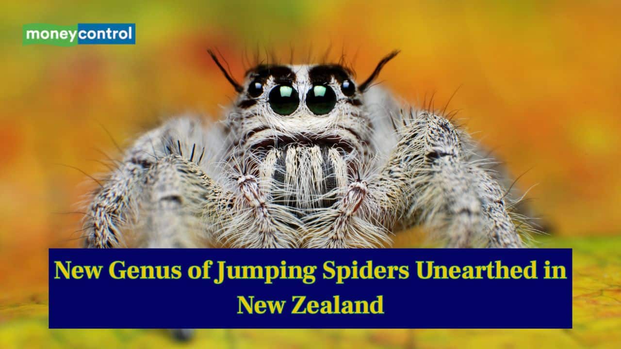 New genus of Jumping Spiders unearthed in New Zealand