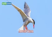 Meet World’s Longest Traveller: This tiny 100-gram bird, light as a feather, circles the Earth twice each year