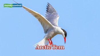 Arctic Tern Travels from Pole to Pole Every Year, Covering 70,000 Kilometres (Image: Canva)