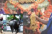 Thailand’s Unusual Festival: Buffalo Beauty Pageant Turns Farm Animals into Celebrities