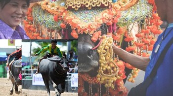 Thailand’s Unusual Festival: Buffalo Beauty Pageant Turns Farm Animals into Celebrities