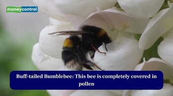 Buff-tailed Bumblebee: This bee is completely covered in pollen (Image: Canva)