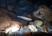 Why some salmon grow fast while others stay slow? Here is what study reveals