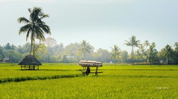 Experience the simplicity of Palakkad, Kerala — lush paddy fields, thatched roofs, and timeless village life, celebrated by Anand Mahindra as “the perfect escape from modern life.” (Image: Canva)