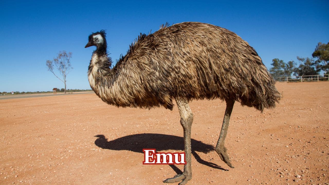 Emu: Australia's emu lays emerald green eggs that weigh around 600 grams, usually well-guarded by the male bird. (Image: Canva) Emu: Australia's emu lays emerald green eggs that weigh around 600 grams, usually well-guarded by the male bird. (Image: Canva)