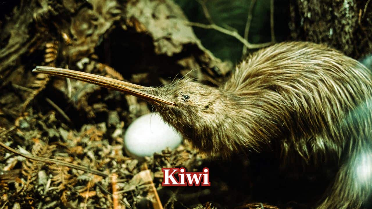 Kiwi: Although small, the kiwi produces an egg that is nearly one-third its body weight, the biggest relative to body weight. (Image: Canva) Kiwi: Although small, the kiwi produces an egg that is nearly one-third its body weight, the biggest relative to body weight. (Image: Canva)