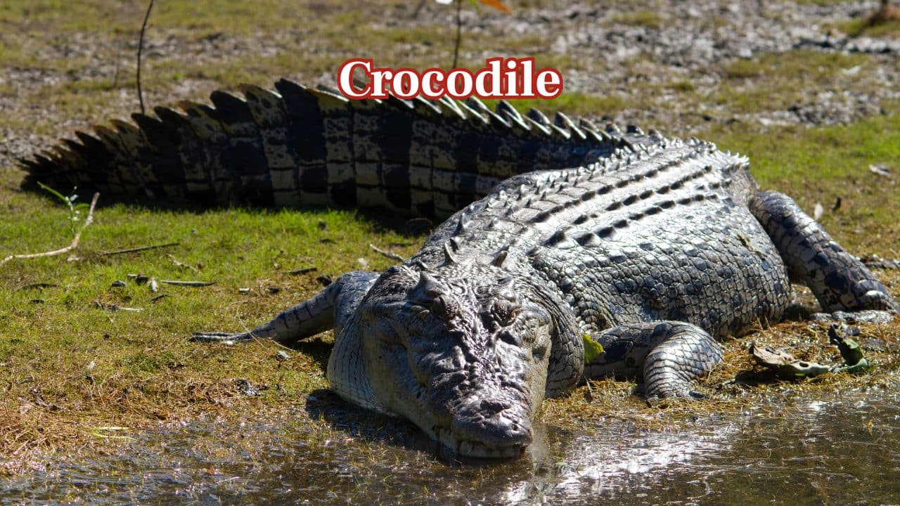 Crocodile: Female crocodiles lay 30 to 60 hard-shelled eggs in sand nests, each roughly the size of a goose egg. (Image: Canva) Crocodile: Female crocodiles lay 30 to 60 hard-shelled eggs in sand nests, each roughly the size of a goose egg. (Image: Canva)