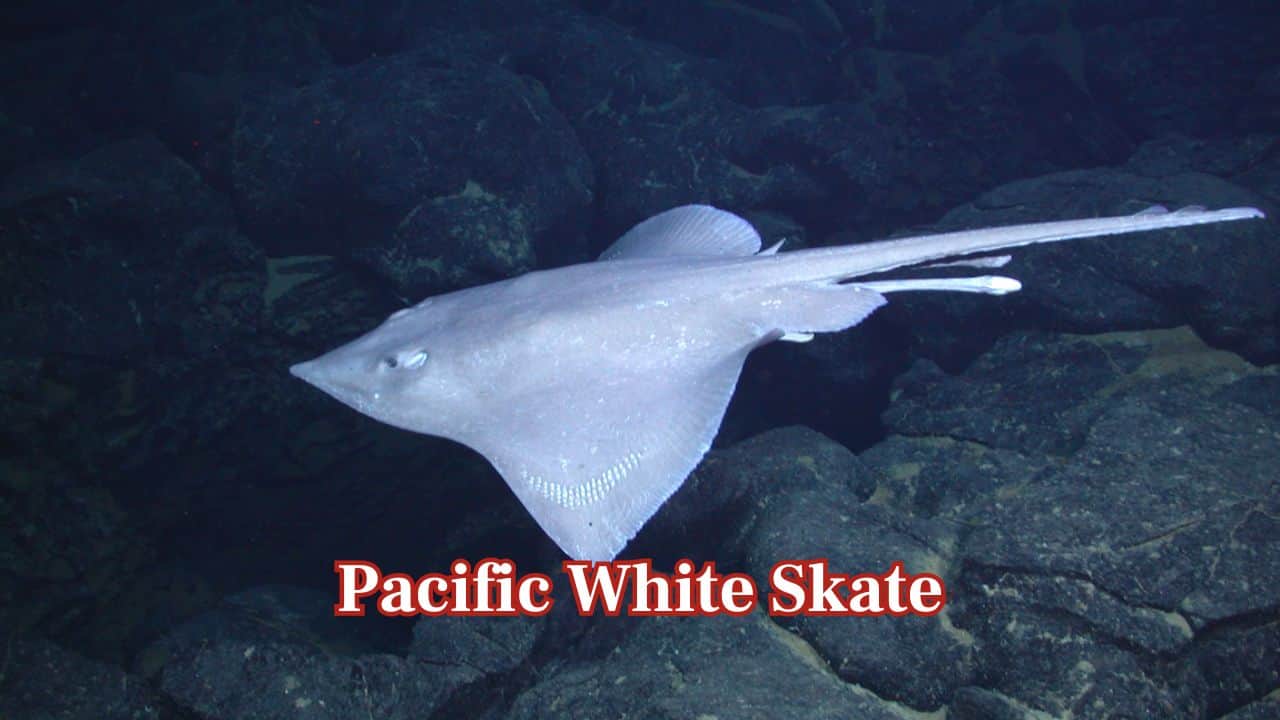 Pacific White Skate: This deep-sea fish produces huge egg cases, termed "mermaid's purses", measuring as long as 30 centimetres. (Image: MBARI) Pacific White Skate: This deep-sea fish produces huge egg cases, termed "mermaid's purses", measuring as long as 30 centimetres. (Image: MBARI)