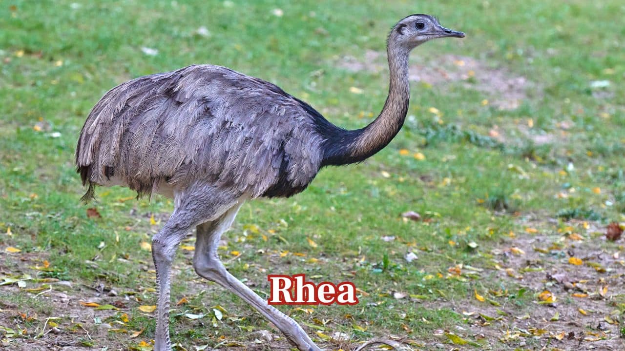 Rhea: South America's rhea produces large cream-coloured eggs, with one male being responsible for incubating and guarding as many as 50 at the same time. (Image: Canva) Rhea: South America's rhea produces large cream-coloured eggs, with one male being responsible for incubating and guarding as many as 50 at the same time. (Image: Canva)
