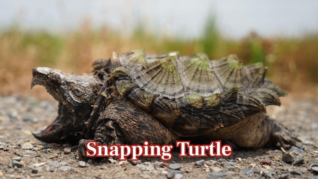 Snapping Turtle: Snapping turtles dig golf ball-sized eggs into sandy nests, with each nesting containing as many as 80 eggs. (Image: Canva) Snapping Turtle: Snapping turtles dig golf ball-sized eggs into sandy nests, with each nesting containing as many as 80 eggs. (Image: Canva)