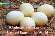 9 animals that lay the largest eggs in the World