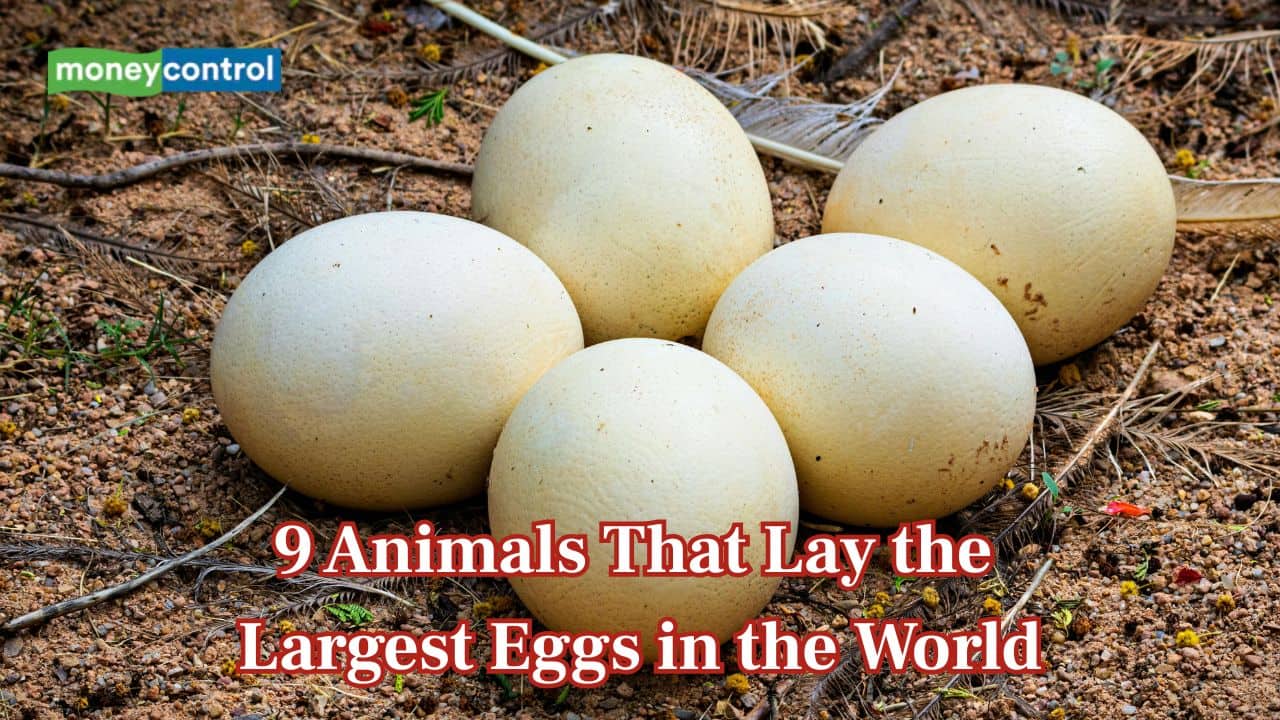 9 animals that lay the largest eggs in the World