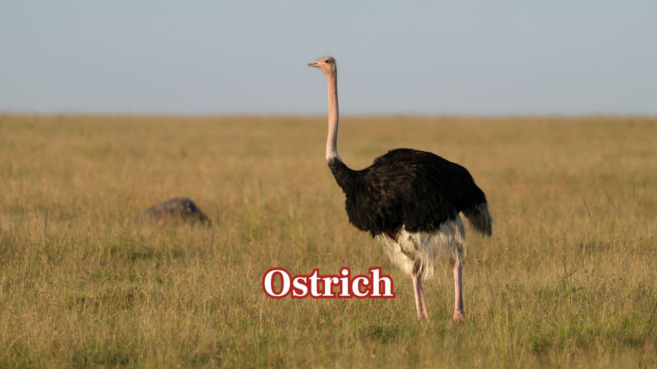 Ostrich: The ostrich lays the world's largest egg, weighing as much as 1.4 kilograms and close to the size of 24 chicken eggs. (Image: Canva) Ostrich: The ostrich lays the world's largest egg, weighing as much as 1.4 kilograms and close to the size of 24 chicken eggs. (Image: Canva)