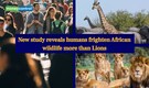 New study reveals humans frighten African wildlife more than Lions