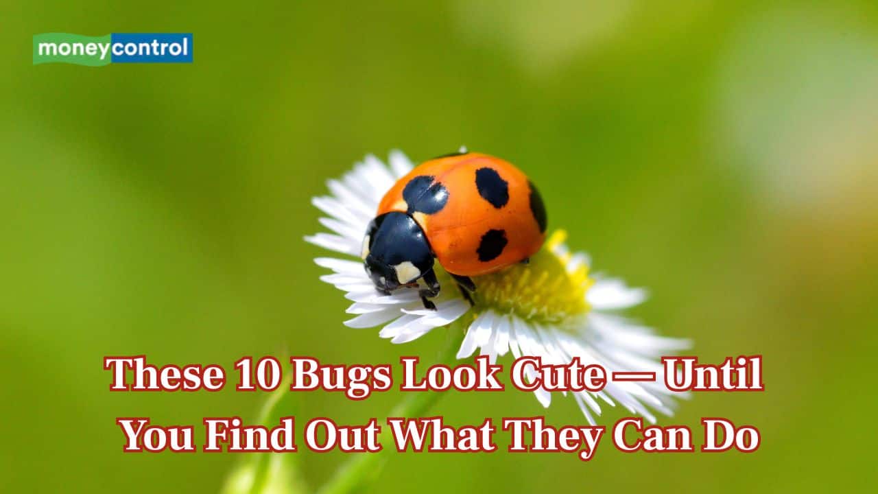 These 10 bugs look cute — until you find out what they can do