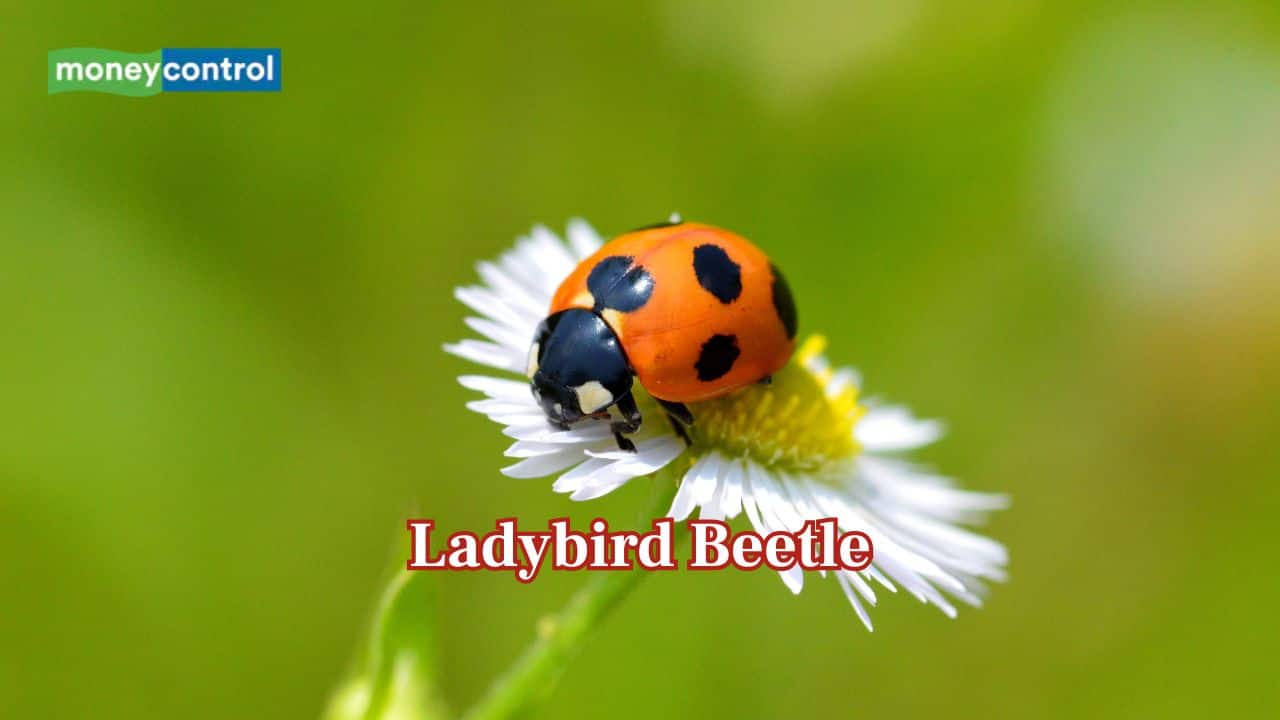 Ladybird Beetle: Cute and colorful, ladybirds emit poisonous yellow liquid when threatened and can infest houses in large groups. (Image: Canva) Ladybird Beetle: Cute and colorful, ladybirds emit poisonous yellow liquid when threatened and can infest houses in large groups. (Image: Canva)