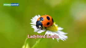 These 10 bugs look cute — until you find out what they can do