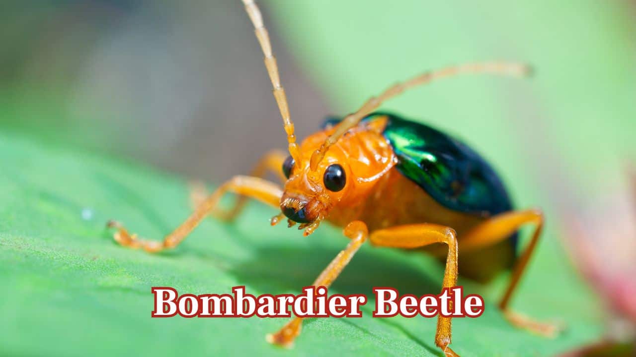 Bombardier Beetle: The small beetle has the ability to fire scalding chemicals from its abdomen with explosive power to protect itself against predators. (Image: Canva)