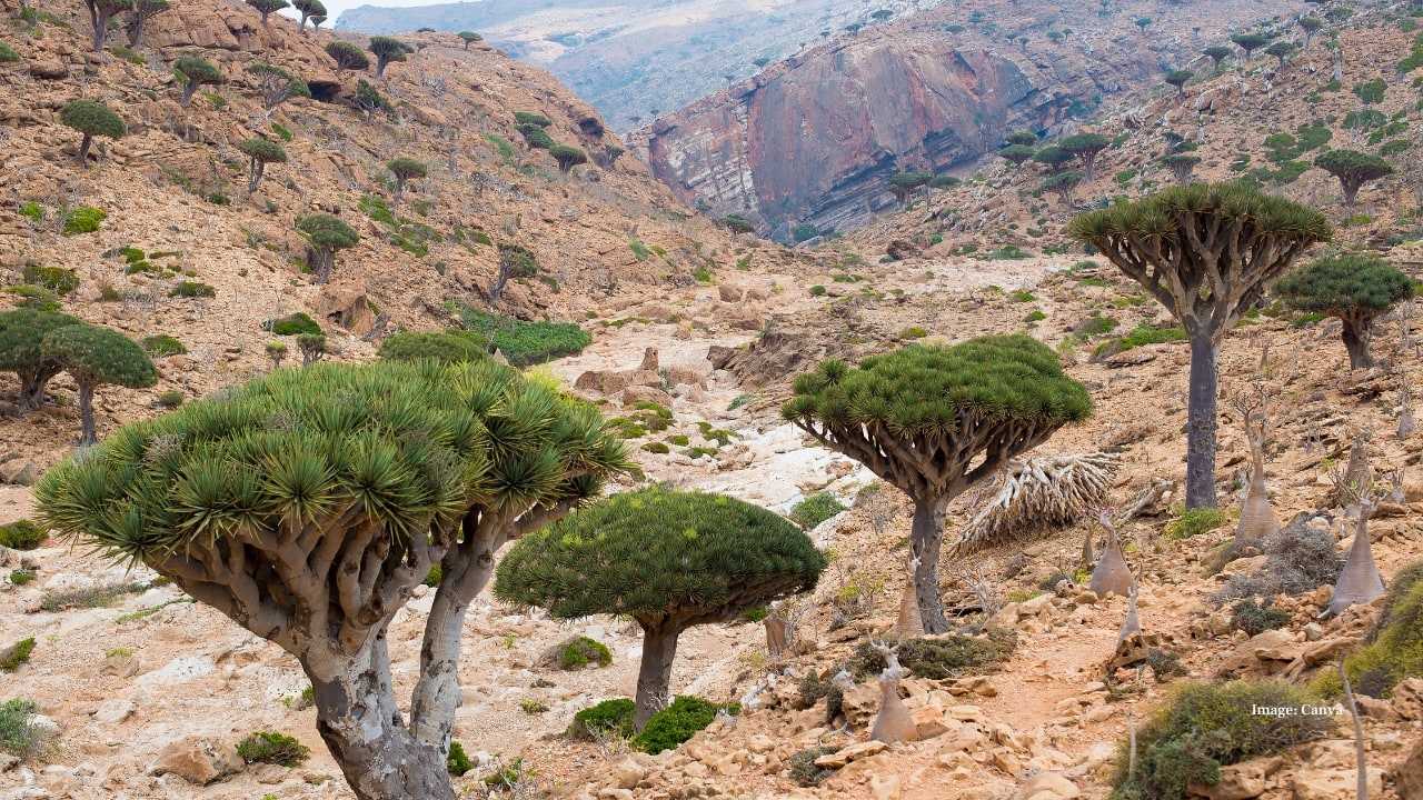 4. Socotra, Yemen Often called the “Galápagos of the Indian Ocean,” Socotra looks like it belongs on another planet. Its strange dragon blood trees, white dunes, and endemic species create a surreal landscape that few travelers have ever seen firsthand.