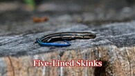 Five-Lined Skinks – Small reptiles inhabiting Hocking Hills forests. They serve to control the population of insects and play a role in the ecological diversity of the park. (Image: Canva)