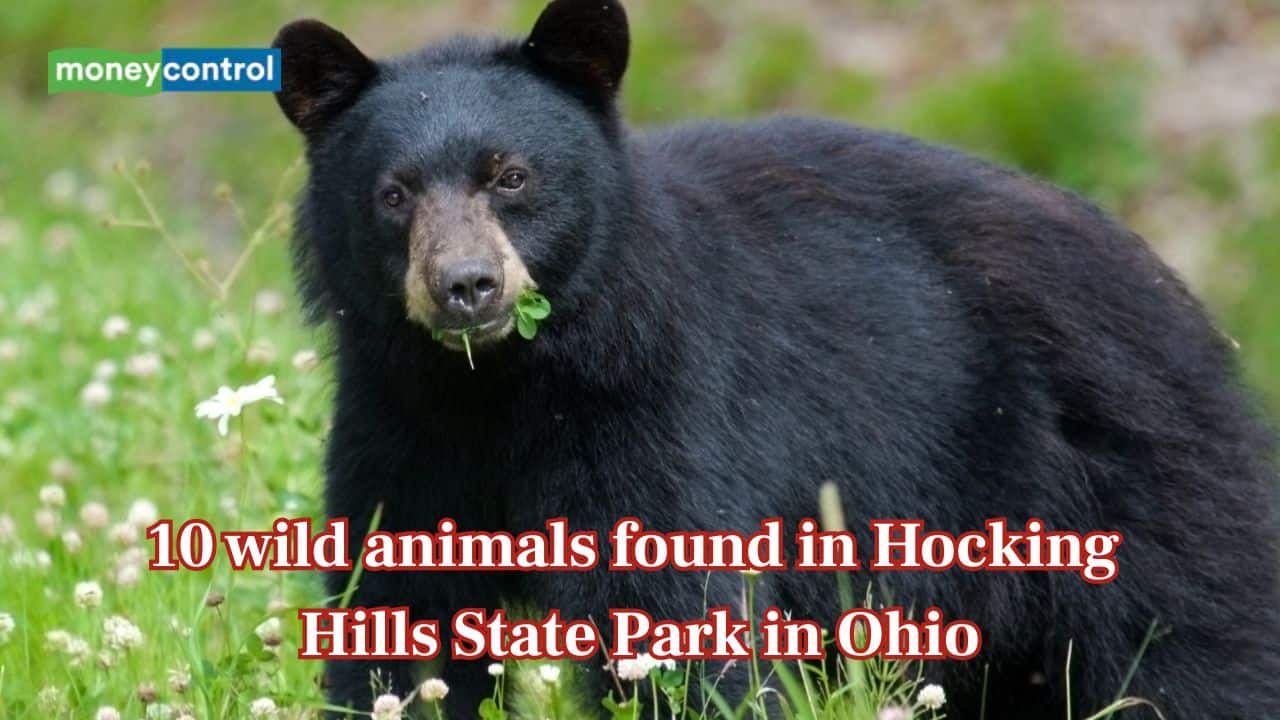 From black bears to bobcats: 10 wild animals found in Hocking Hills State Park in Ohio