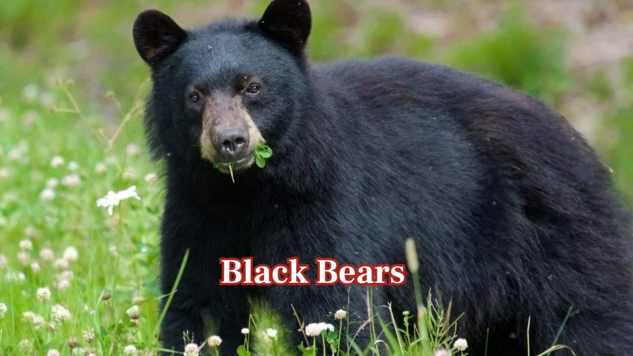 From black bears to bobcats: 10 wild animals found in Hocking Hills State Park in Ohio