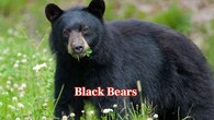 <strong>Black Bears –</strong> Elusive and majestic, black bears inhabit Hocking Hills' forests. Active during early morning and late evening, they search for berries, nuts, and insects. (Image: Canva)