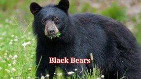 From black bears to bobcats: 10 wild animals found in Hocking Hills State Park in Ohio