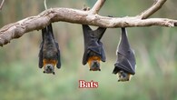 <strong>Bats –</strong> Hocking Hills caves serve as a refuge for bats. Insectivorous and nocturnal, they are interesting to watch from a distance. (Image: Canva)