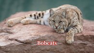 <strong>Bobcats –</strong> Elusive and lone, bobcats roam in woodlands. They are seldom spotted, stalking small mammals and birds with stealth and disappearing completely into forest cover. (Image: Canva)