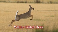 <strong>White-Tailed Deer –</strong> Elegantly gliding along and quite prevalent throughout the park, white-tailed deer feed along trails. Their graceful appearance is a favourite to see among visitors. (Image: Canva)