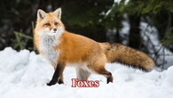 <strong>Foxes –</strong> Red foxes and grey foxes both inhabit Hocking Hills. Active during the nighttime, they pursue rodents, birds, and insects with sly accuracy. (Image: Canva)