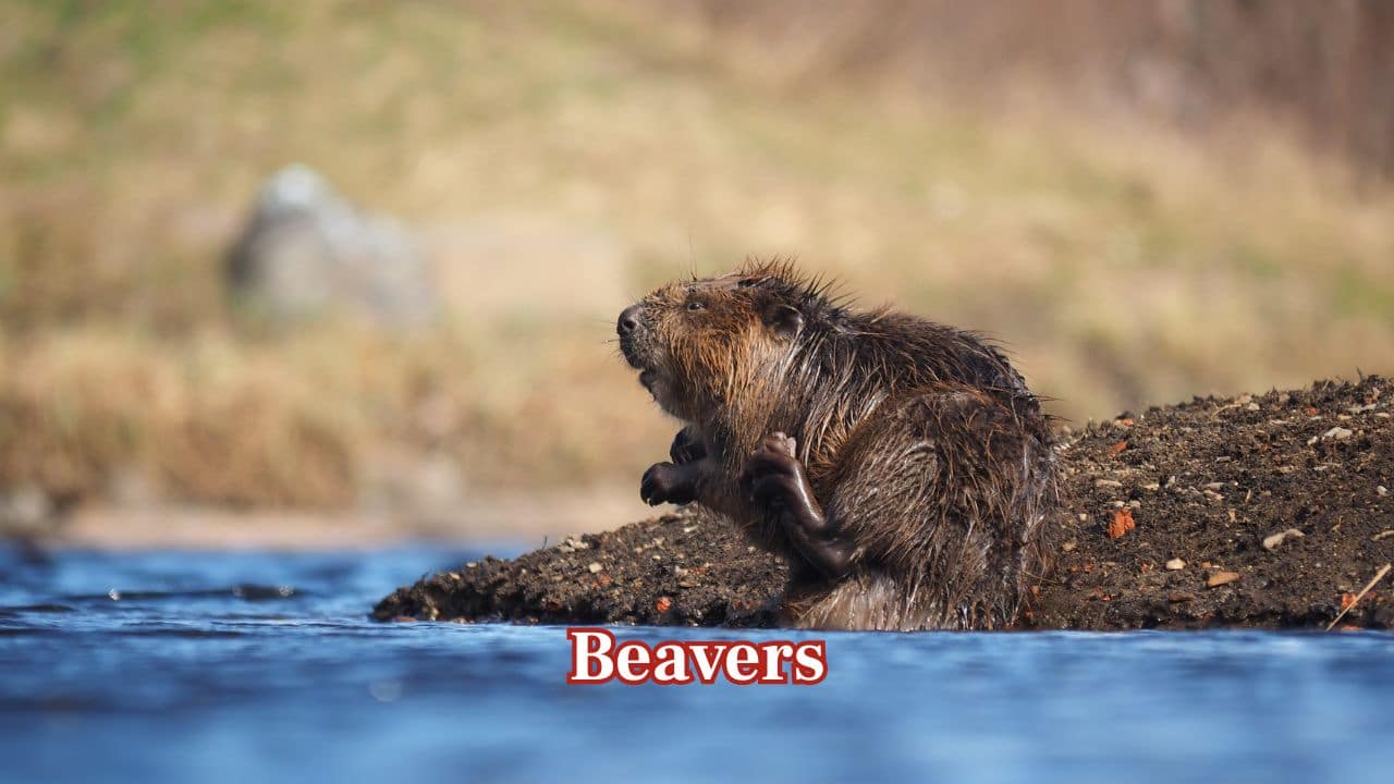 Beavers – Beavers are well adapted to lakes and streams. They construct lodges and dams, forming wetland ecosystems that harbour many other creatures. (Image: Canva)