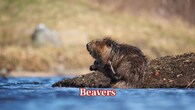 <strong>Beavers –</strong> Beavers are well adapted to lakes and streams. They construct lodges and dams, forming wetland ecosystems that harbour many other creatures. (Image: Canva)