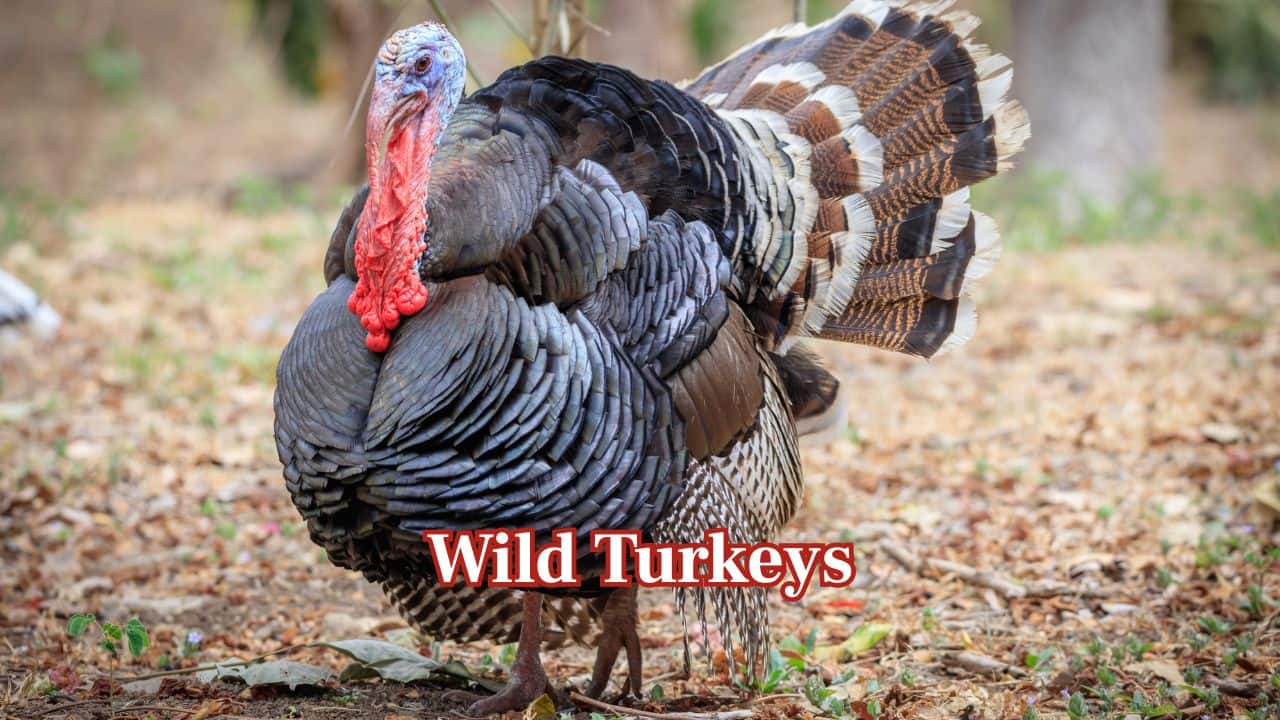 Wild Turkeys – Large groups inhabit open spaces and forest borders. Their characteristic call and vivid feathers make them visible day and night. (Image: Canva)