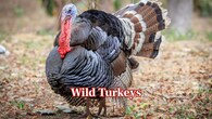 <strong>Wild Turkeys –</strong> Large groups inhabit open spaces and forest borders. Their characteristic call and vivid feathers make them visible day and night. (Image: Canva)