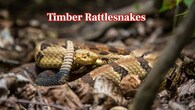<strong>Timber Rattlesnakes & Grey Ratsnakes –</strong> Timber rattlesnakes are venomous and avoid confrontation. Grey ratsnakes are non-poisonous and tend to climb trees to hunt. (Image: Canva)