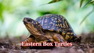 <strong>Eastern Box Turtles –</strong> Floor dwellers in the forest, these turtles are responsible for keeping insects under control and maintaining a balance in the ecosystem. (Image: Canva)