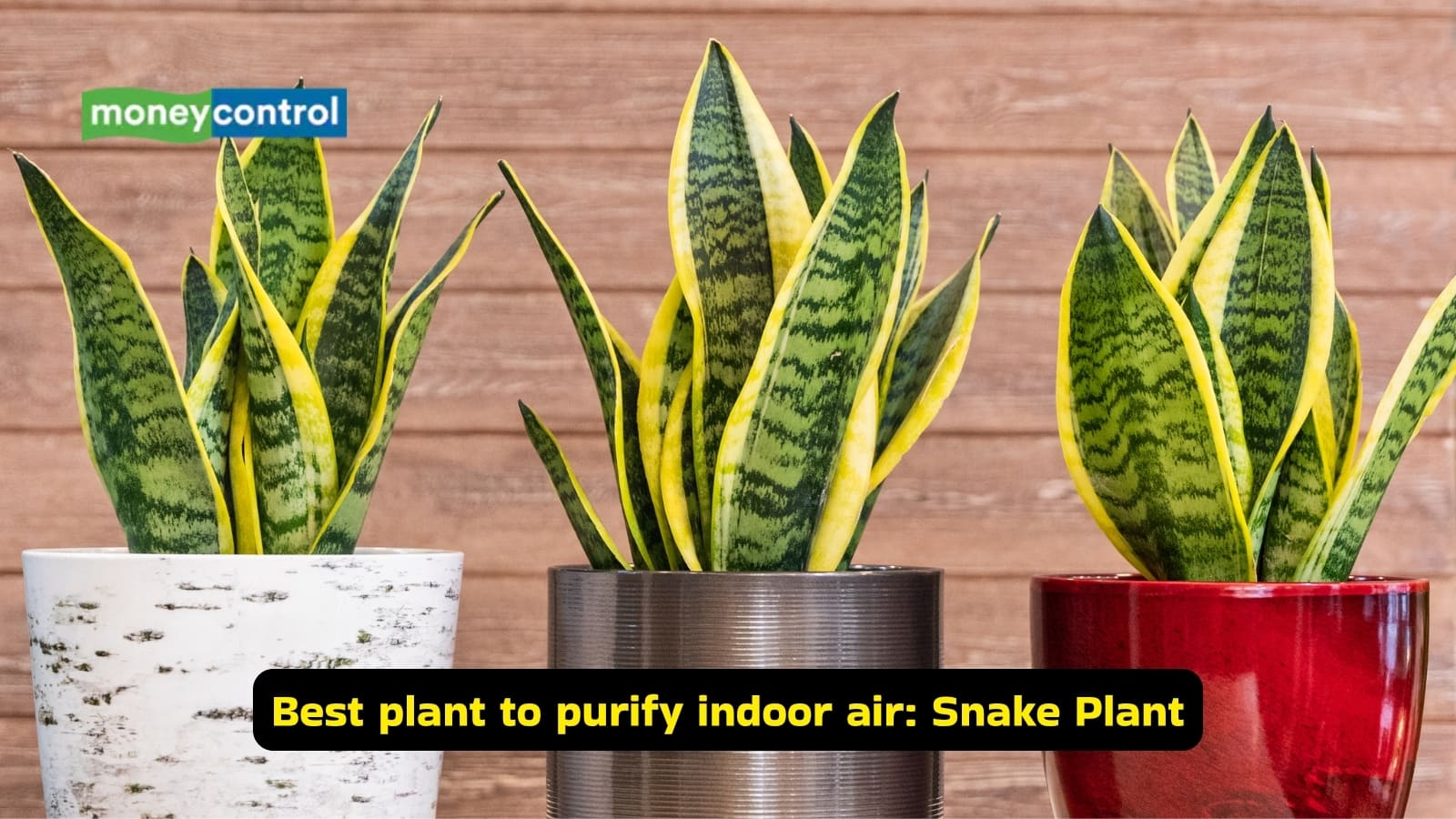 Best plant to purify indoor air: Snake Plant (Image: Canva)
