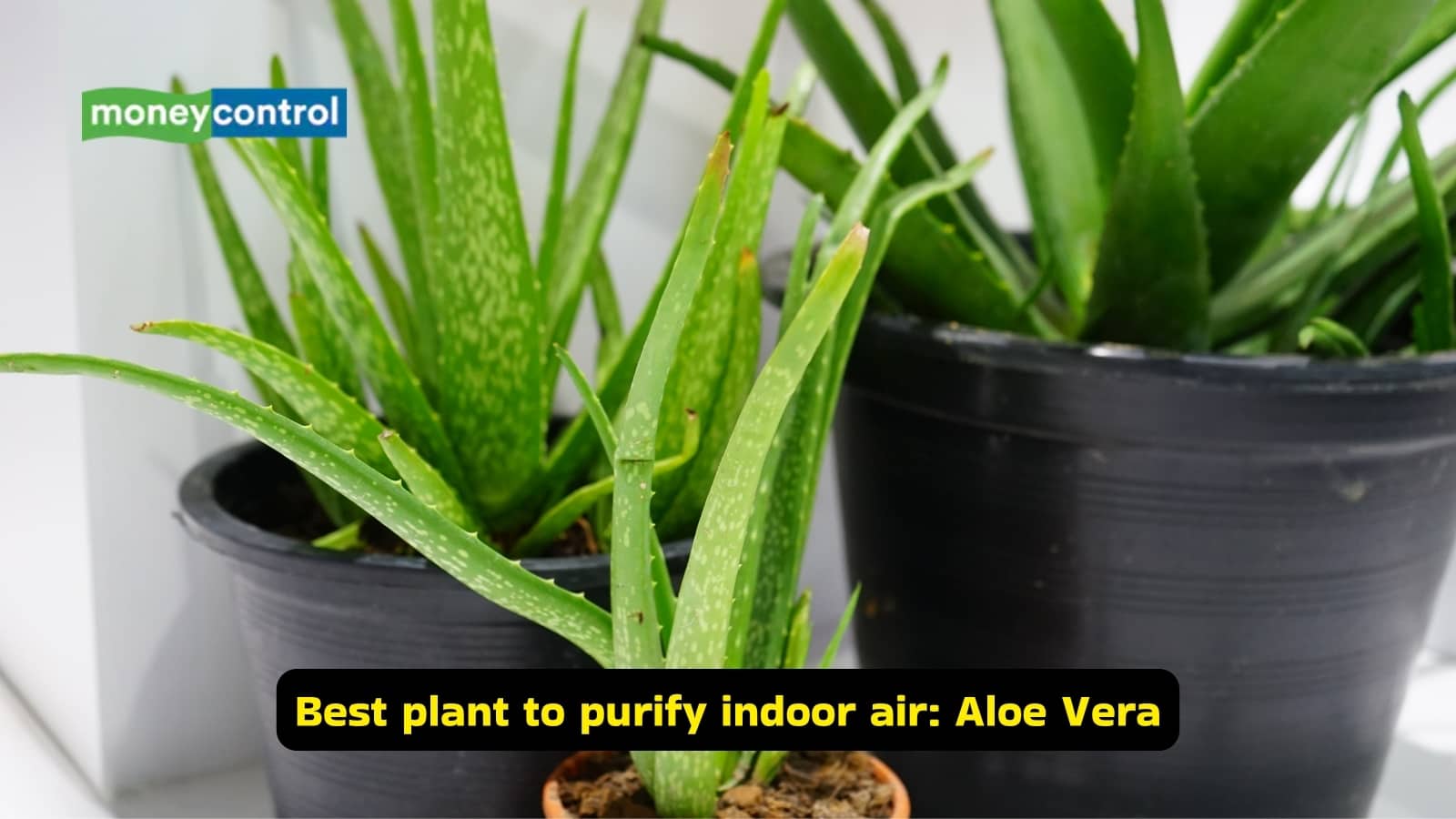 Best plant to purify indoor air: Aloe Vera (Image: Canva)