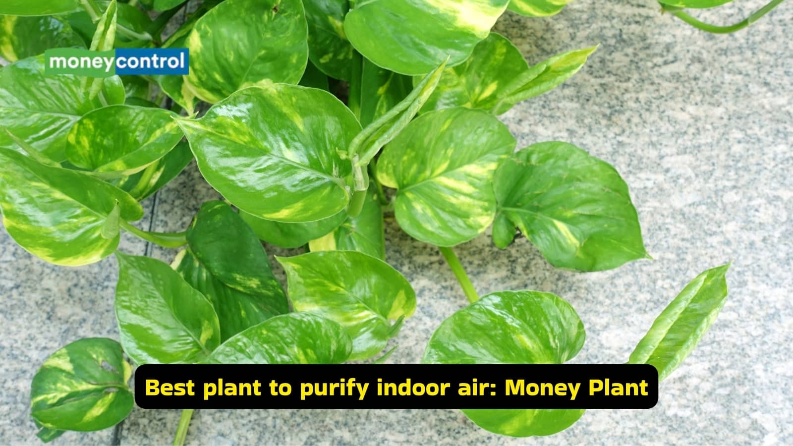 Best plant to purify indoor air: Money Plant (Image: Canva)